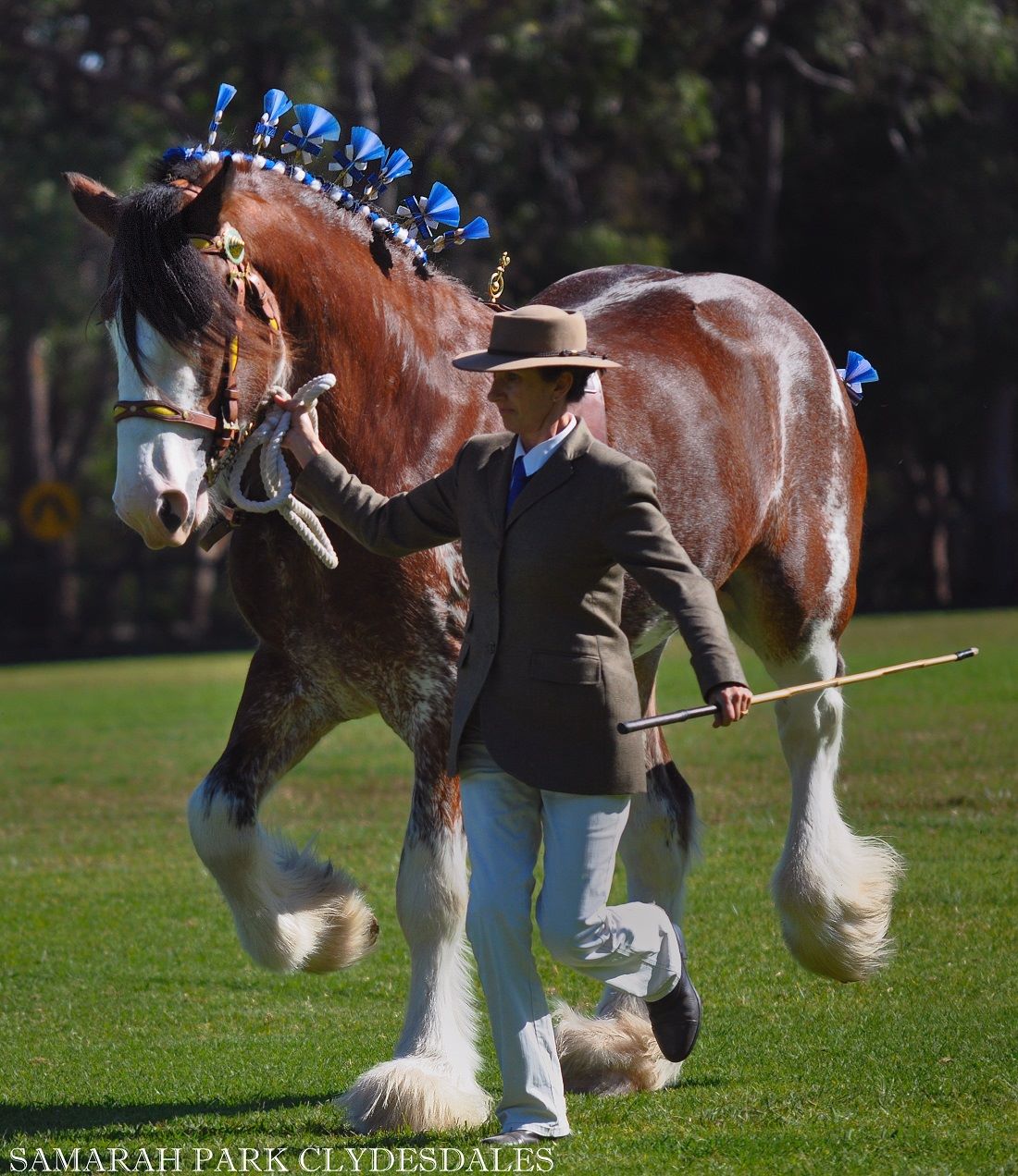 Clydesdale Stallion @Samarah Park Clydesdale Stud, New South Wales, Australia